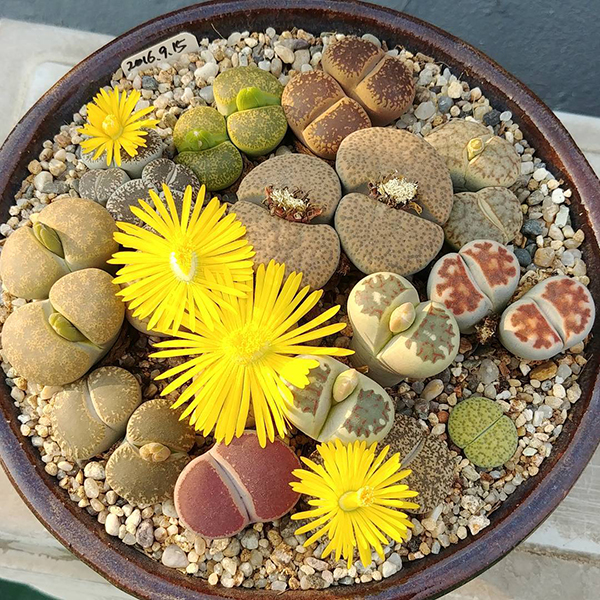 多肉植物一年四季可以晒太阳吗,夏季怕热怕晒的多肉植物