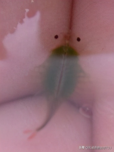 丰年虾的存活率为什么比较低,关于丰年虾的知识和讲解