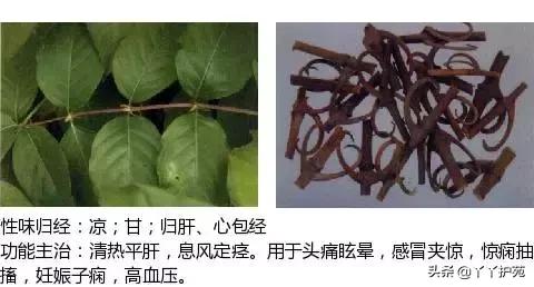 农村身边的中草药主治与功效,中草药全图谱与功效