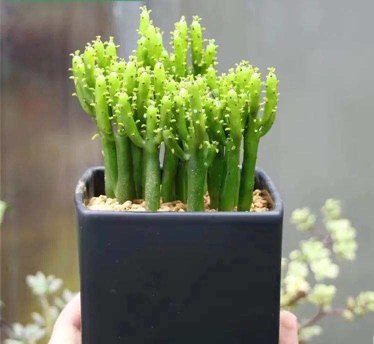 家里种光棍树多肉好不好,光棍树适合室内养殖吗