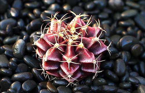 命犯小人怎么防范,命里犯小人如何化解