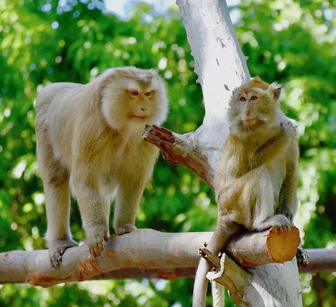 泰国一桌水果大餐,泰国数百只猴子无人喂食饥饿难耐