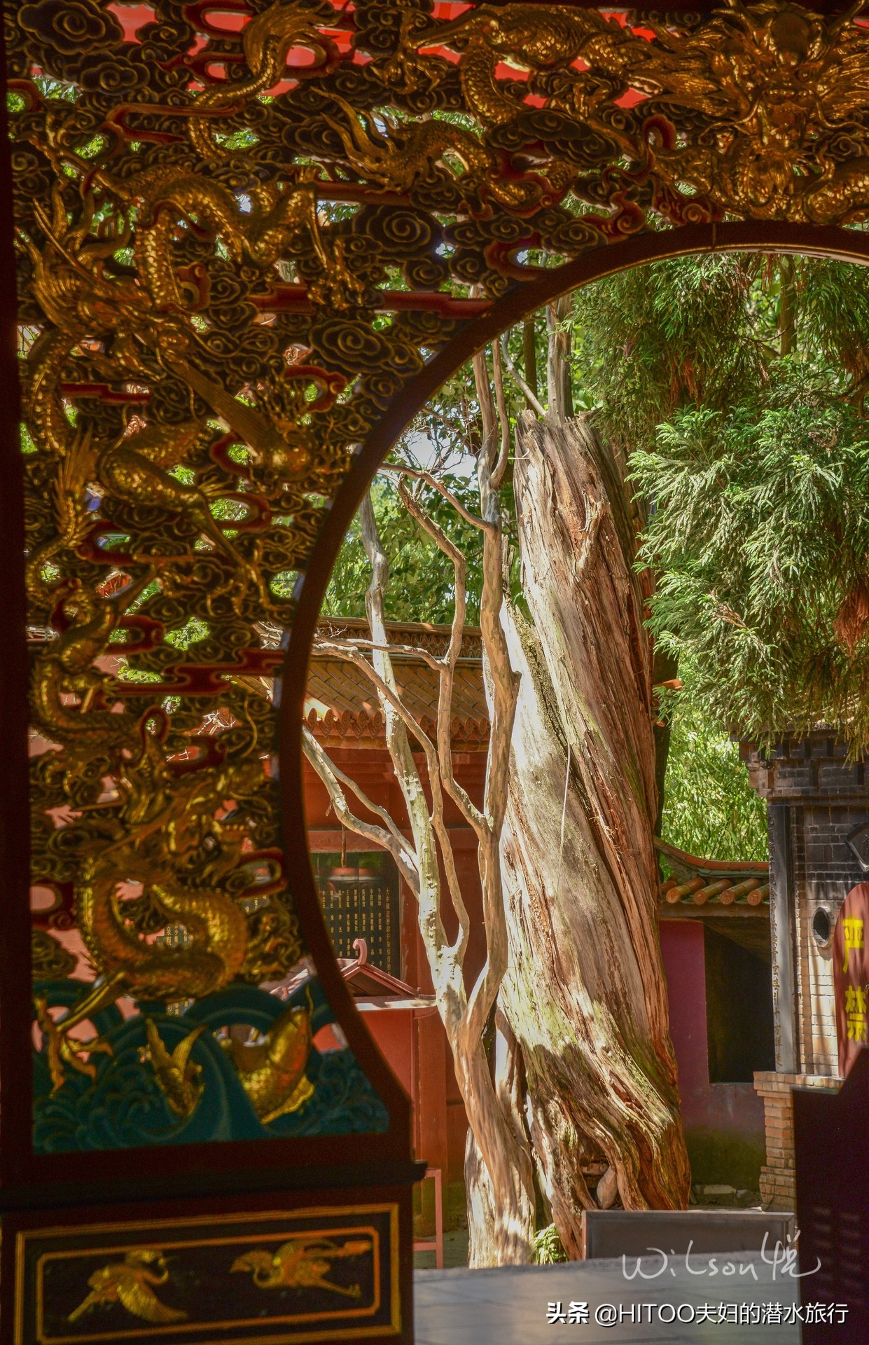 先有黑水祠，再有昆明城，来黑龙潭看奇景异木|自驾游记4