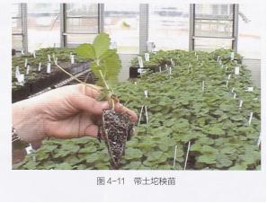 高产的高架草莓无土栽培技术,有机草莓的大棚种植与管理技术