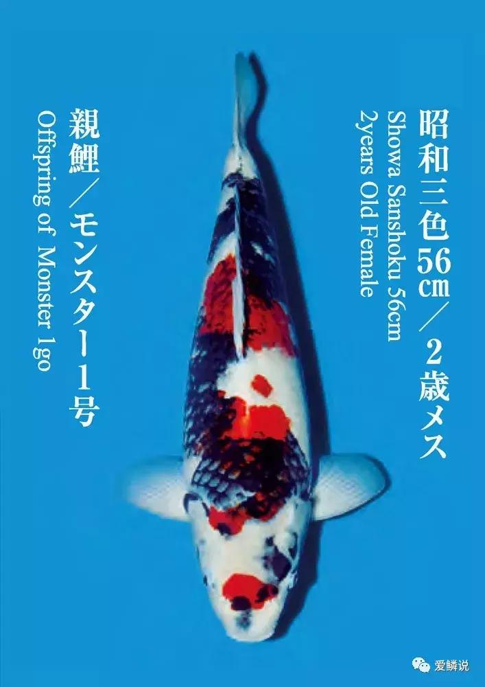 十几条回答每日优质问答,4个优质问答经验分享