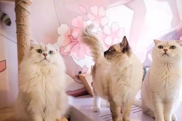 等疫情结束了一定要去西安看看,等疫情结束了一定要去趟西安