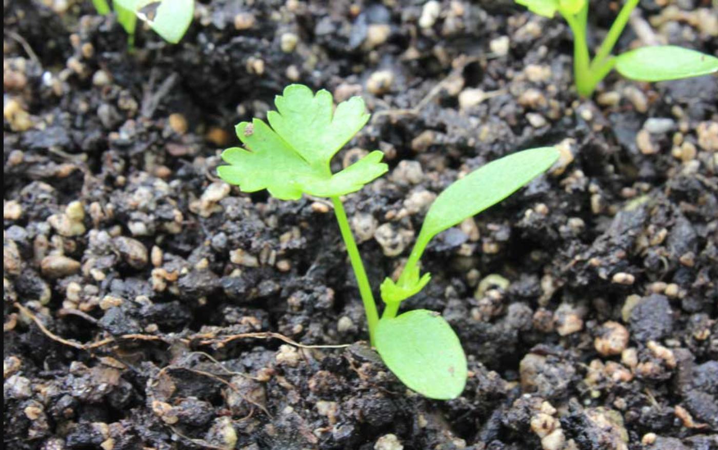 欧芹怎么种植,欧芹如何种