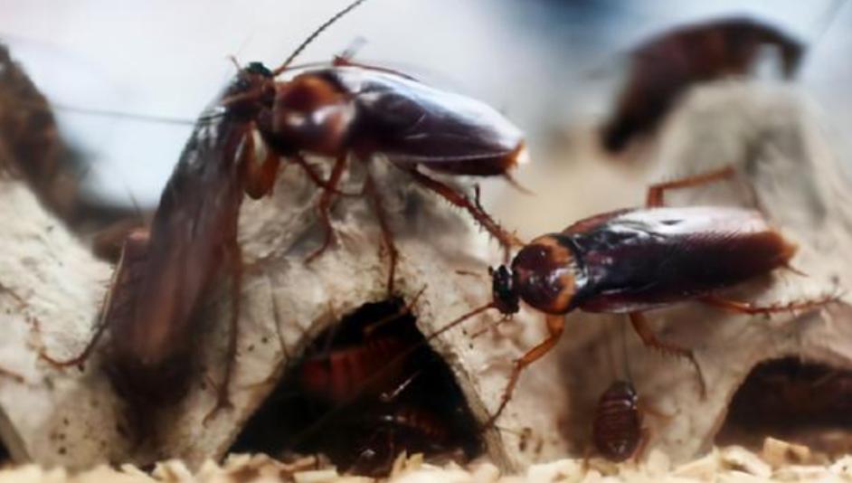 李延荣蟑螂养殖场具体位置,李延荣蟑螂养殖场现在怎么样了