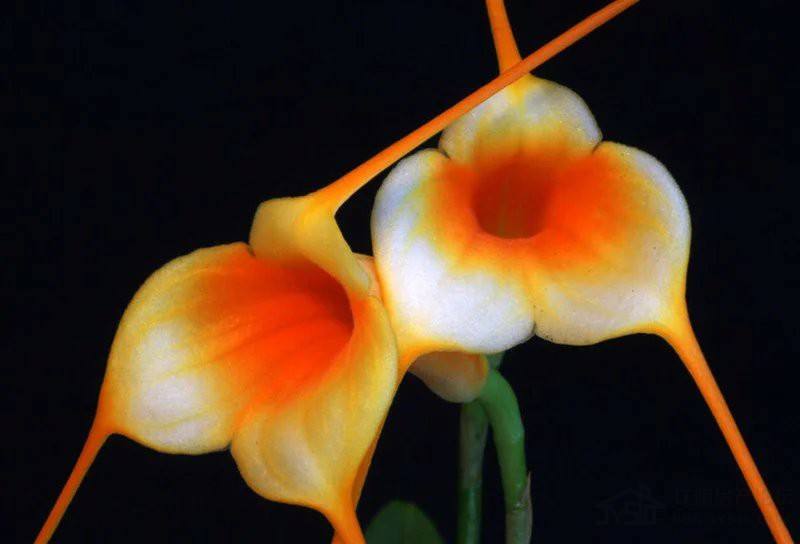 罕见的奇花异草 (160种奇花异草绝对有你没见过的)