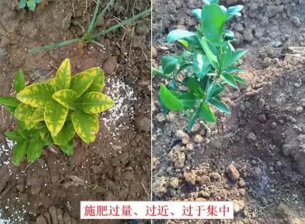 柑橘发生肥害的补救措施,柑橘肥害的症状及解救方法
