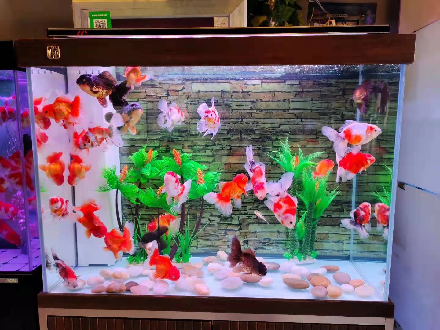 高温养鱼的好处与坏处,高温有利于鱼的生长吗