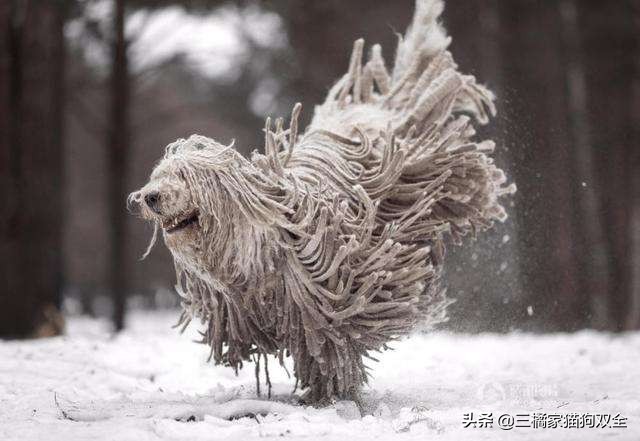 原来德牧也有这么可爱的时候,原来牧羊犬放羊的能力是天生的