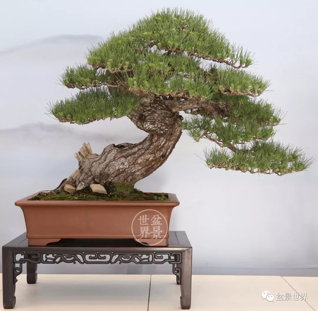 精品黑松盆景欣赏,富贵大气的盆景有哪些