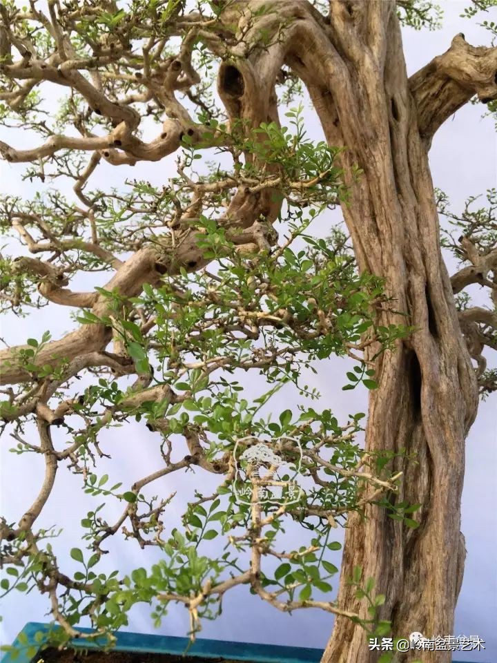 骞哥涔呬箙鐢滅敎铚滆湝,骞哥涔呬箙