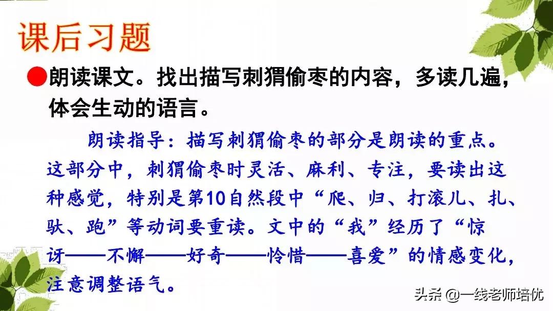 三年级语文带刺的朋友课堂笔记,带刺的朋友三年级上册