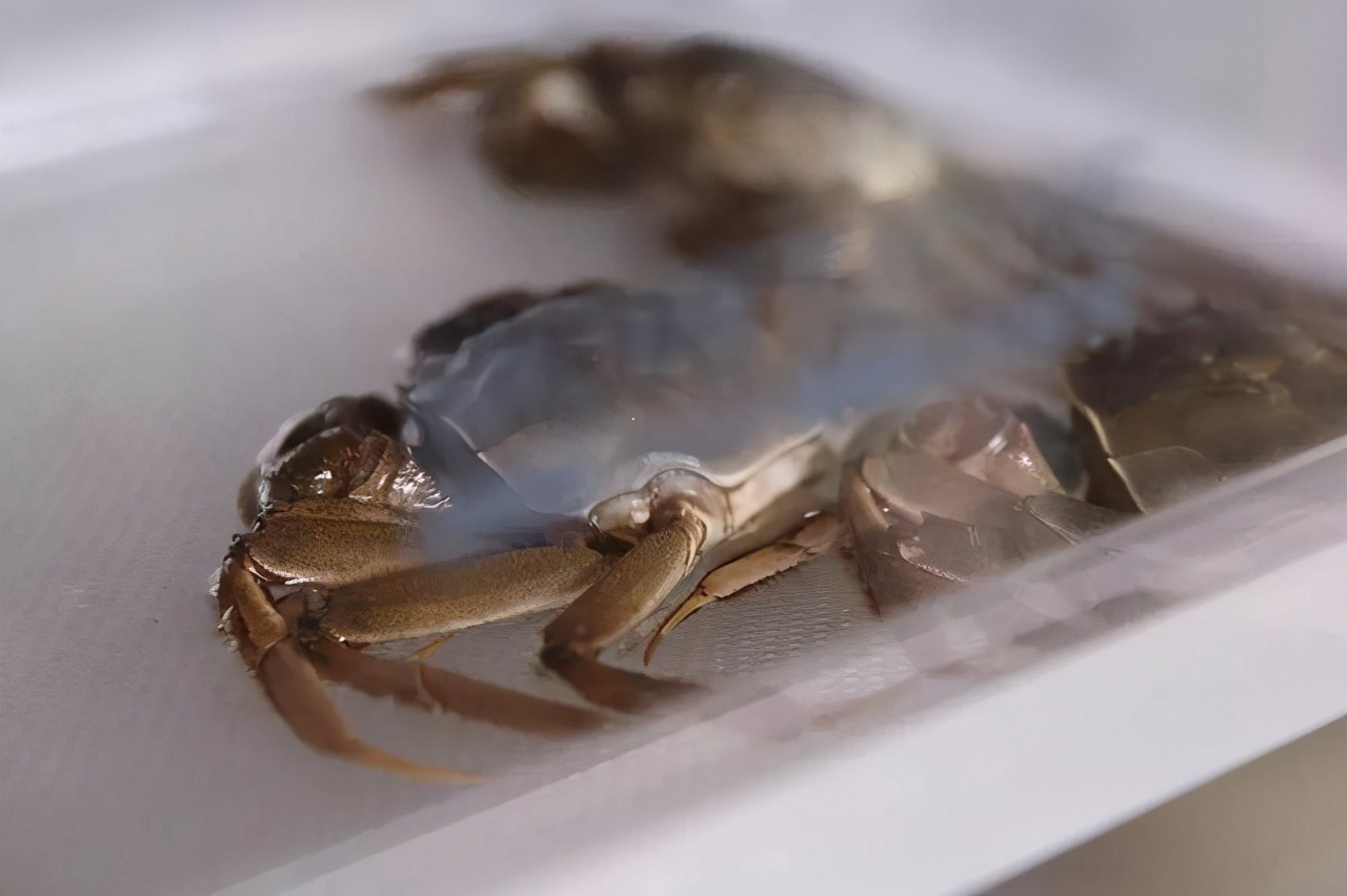 买回来的螃蟹吃不完怎么存放,螃蟹买多了吃不完怎么保存