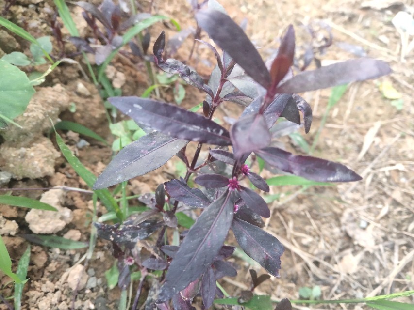 小孩子清热解毒的草,农村哪些草降火