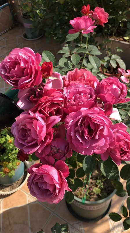 阳台养花适合家庭种植的花卉图鉴,阳台养花品种推荐不生虫