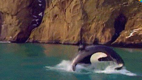 每个生命都值得被虐待,任何生命都不该被虐待