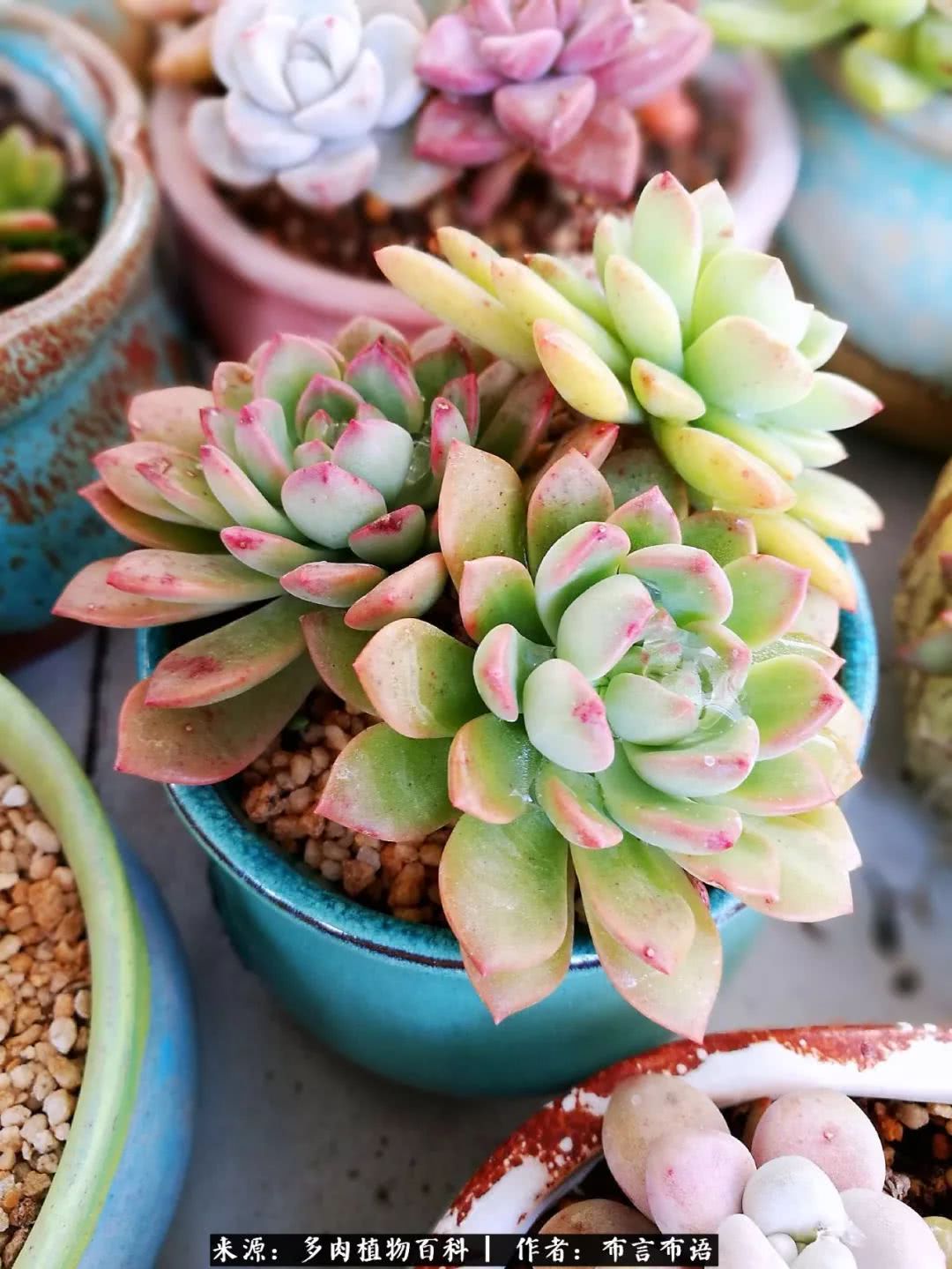 从多肉上感悟人生,多肉的真实生活感悟