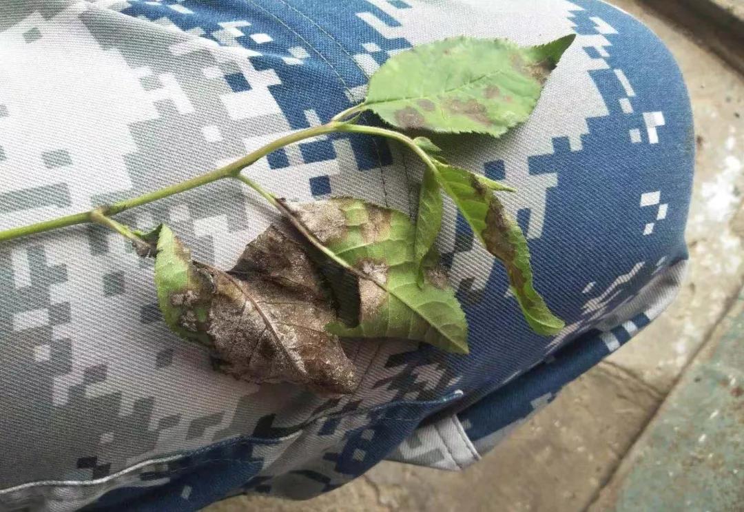 樱桃叶子上的病害有哪几种,樱桃叶子尖发黄是什么病害