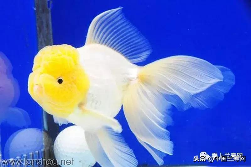 生命力最大的金鱼品种有哪些,十大最好的金鱼品种