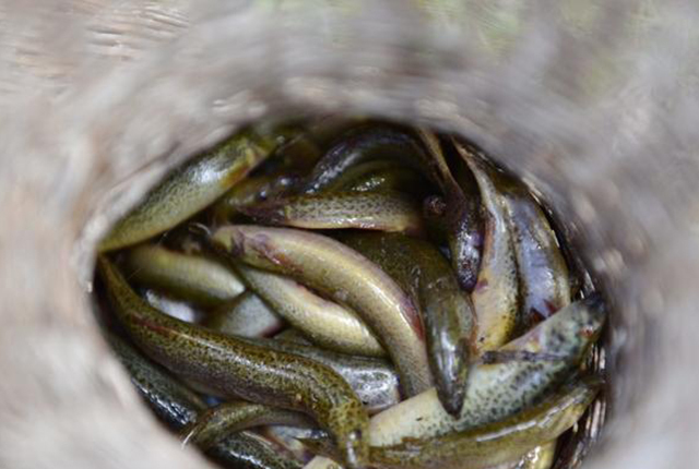 三亩田养殖泥鳅的收入,土池养泥鳅一亩收入多少钱