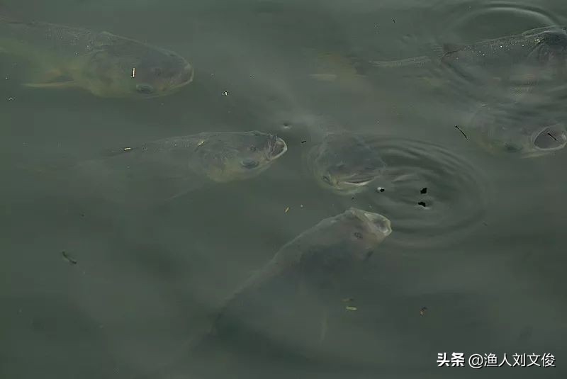 养殖池塘投毒犯什么罪,鱼塘里的鱼被农药毒了用什么解药