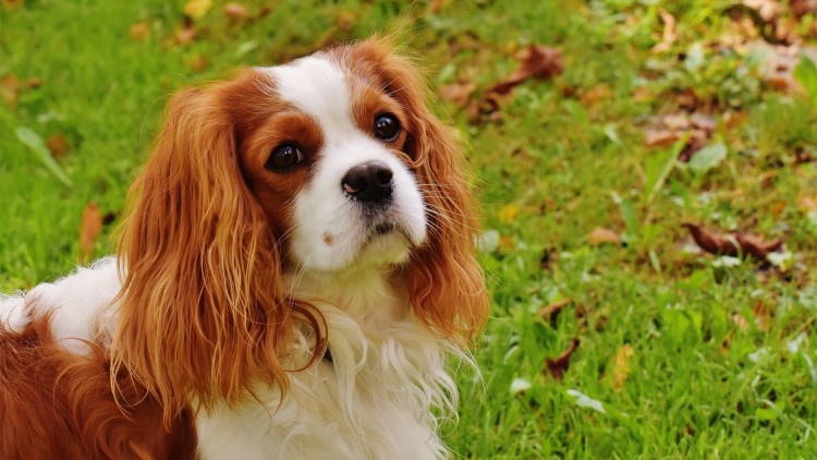 狗狗尾巴夹着什么原因,狗狗把尾巴咬紫了怎么办