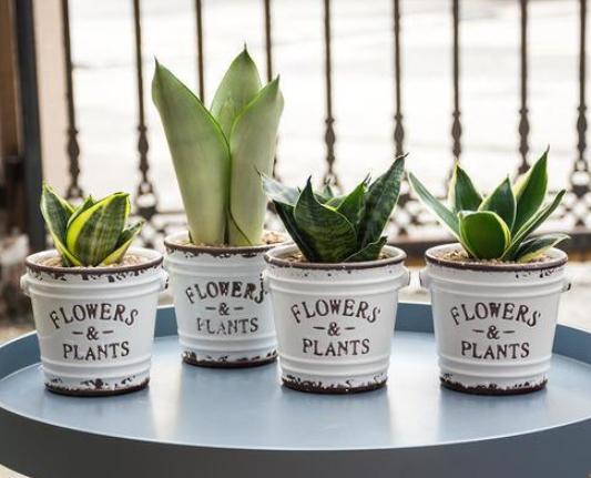 虎尾兰的叶子发蔫怎么回事,虎尾兰叶子发软怎么回事