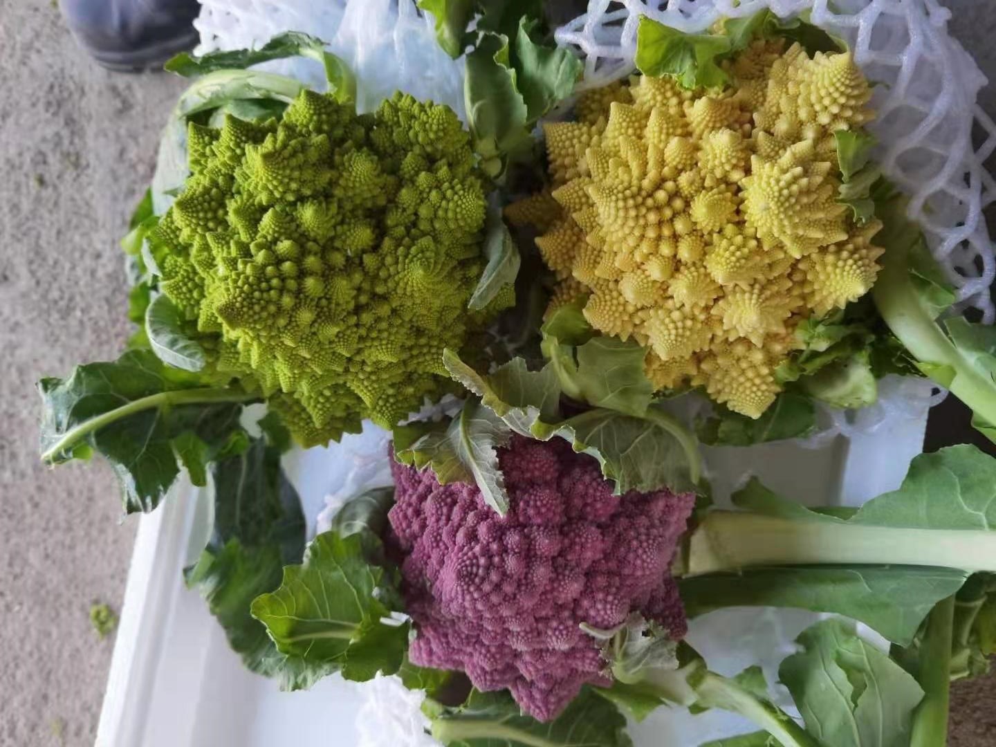 去俄罗斯种地国家有什么政策,普通人去俄罗斯怎么才能种地