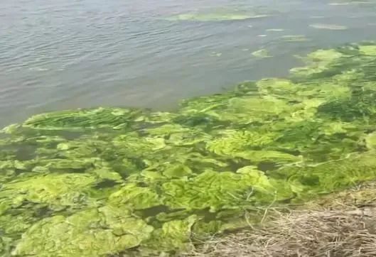 时间不等人！清明节将至：池塘里还有青苔的养殖户要抓紧处理了！