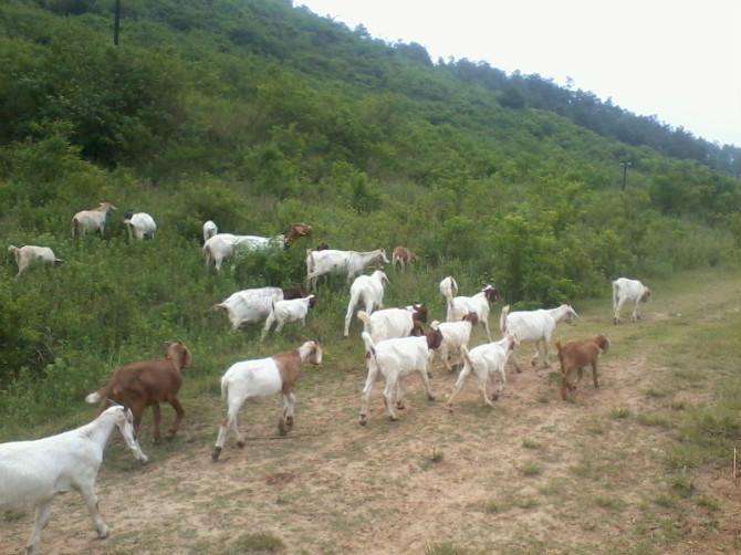 政府帮扶添信心养羊走上致富路,脱贫攻坚养羊走上致富路