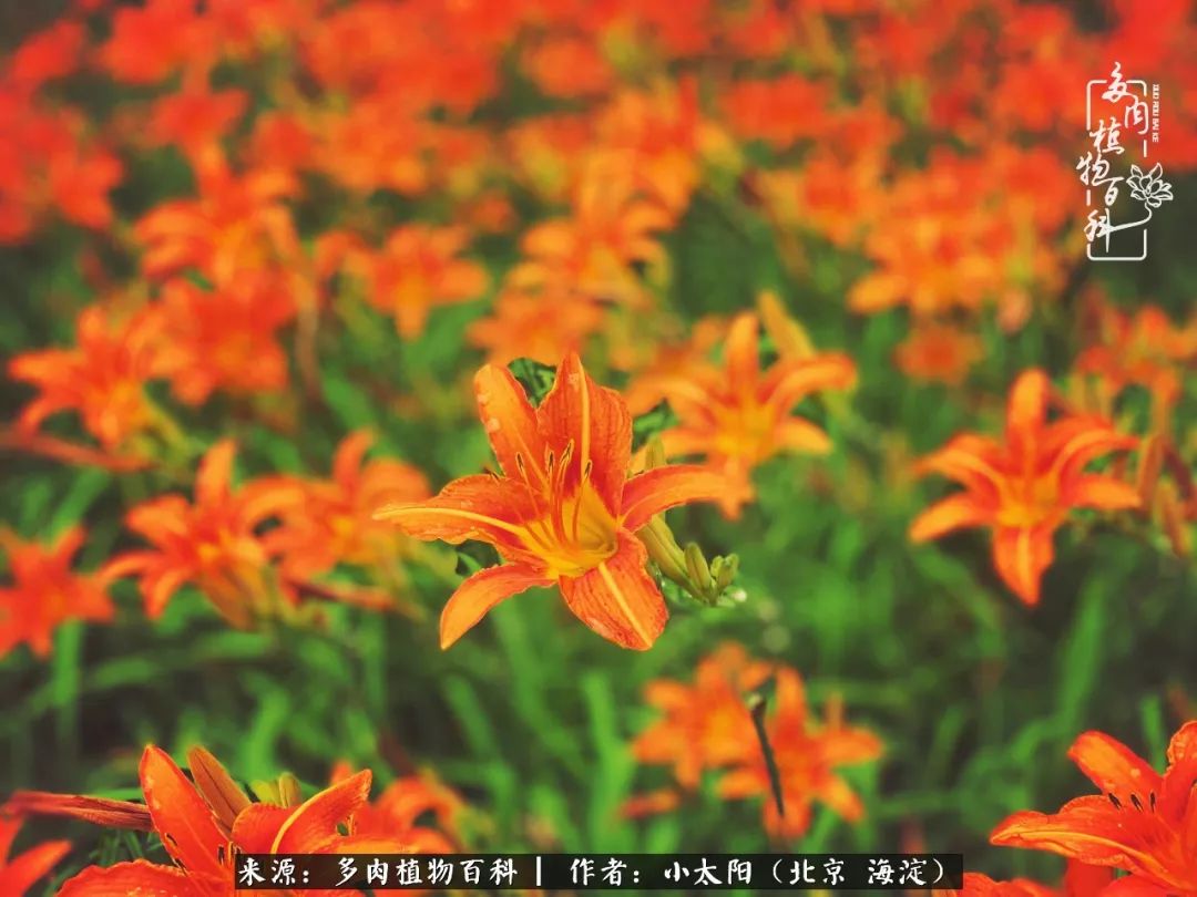 来自多肉的顽强生命力,与多肉朝夕相伴的美好时光