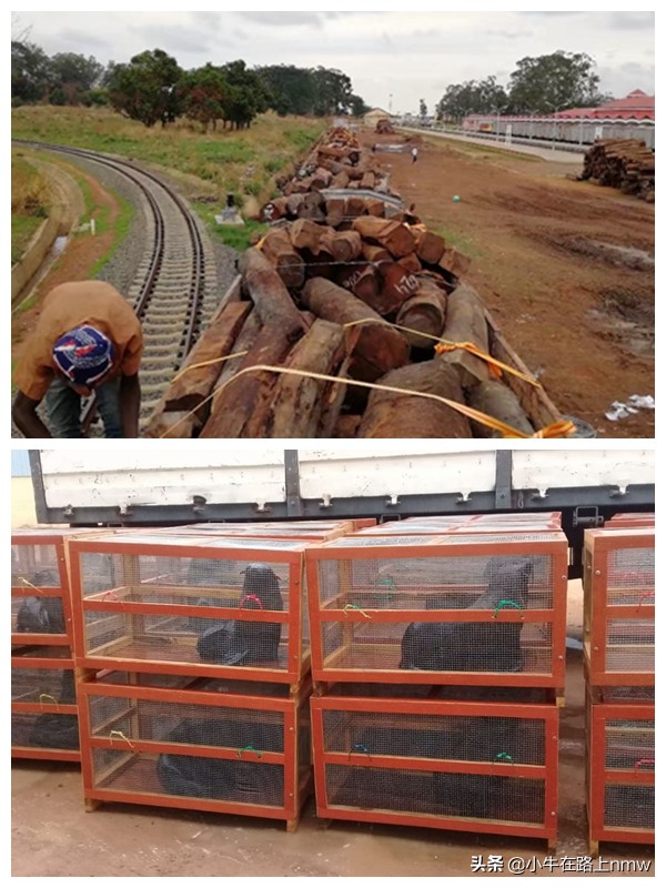 我放弃高考去非洲安哥拉闯荡，从厨师到CEO，风险与机遇并存