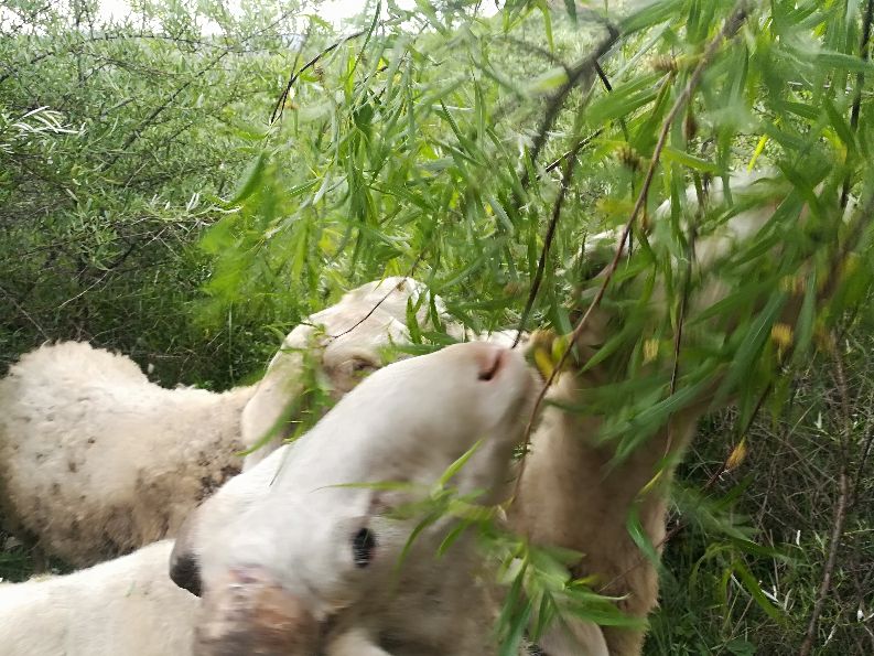 家庭养羊违法吗,农村小规模养羊怎么养合适