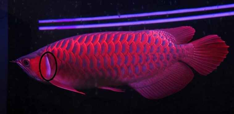 龙鱼常见疾病及治疗方法,龙鱼疾病找哪里救治