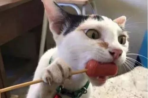 猫咪不能吃辣是对的吗,猫咪不能吃油炸食品吗