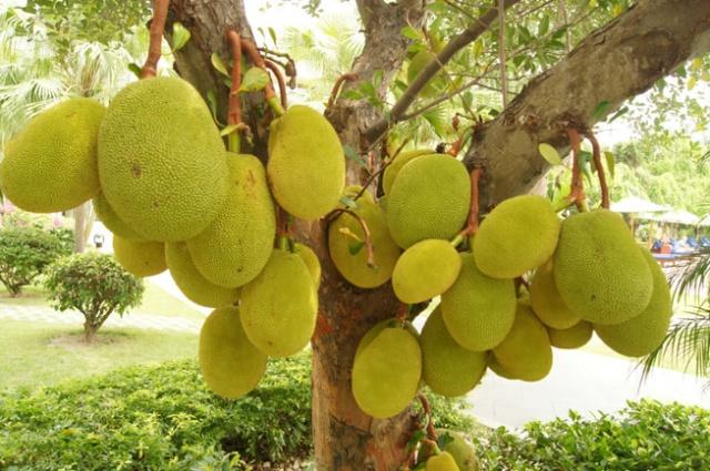 菠萝蜜水果生长记录,菠萝菠萝蜜是在哪里生长