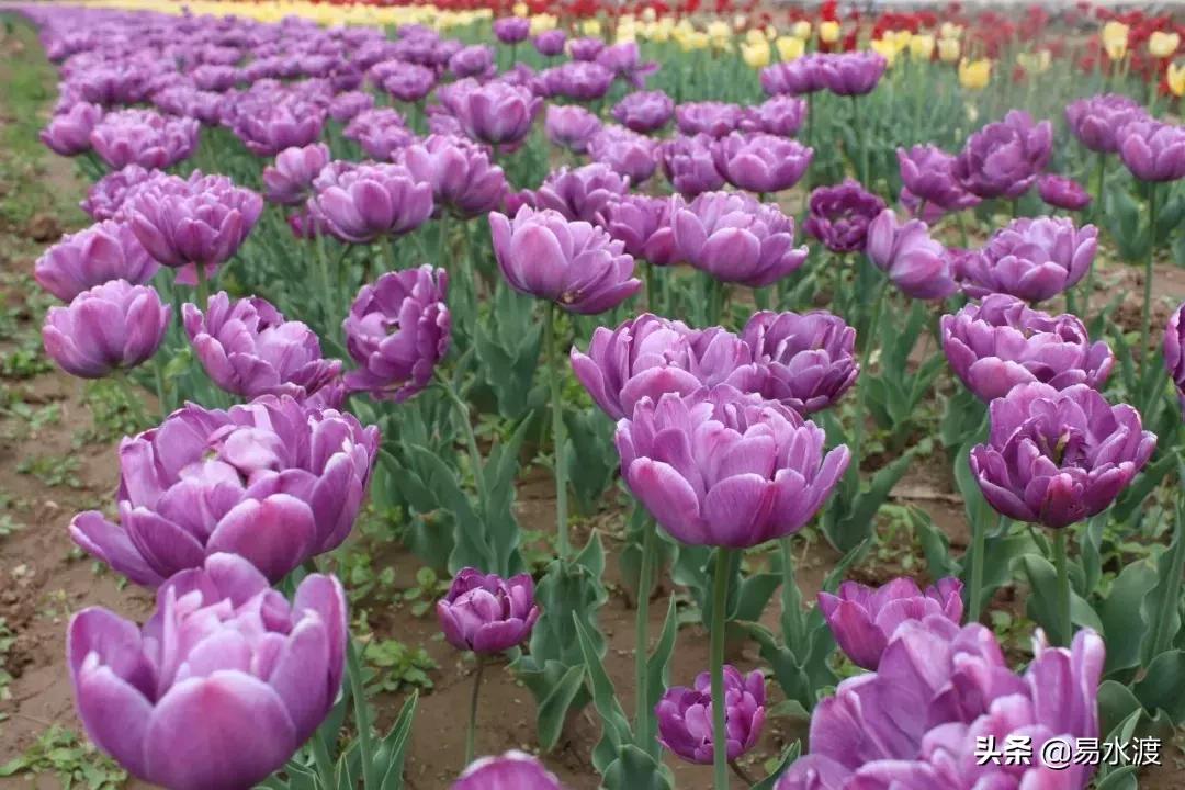 易县狼牙山小火车,河北保定易县火车