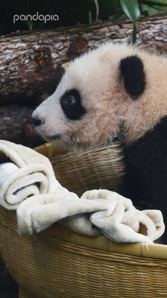 出彩“滚滚”|每一只熊猫都是潜力股......