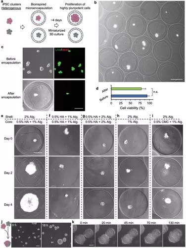 《Small》马里兰大学何晓明：透明质酸的核壳水凝胶