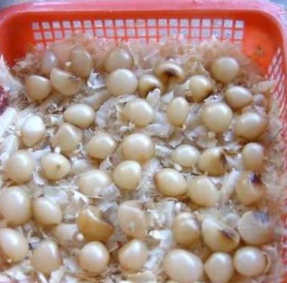 君子兰种子繁殖到开花需要几年,君子兰分株与种子繁殖有什么区别