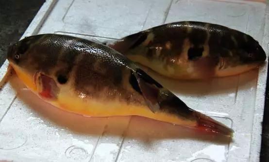 长江白鲟世界最大淡水鱼,中华鲟娃娃鱼