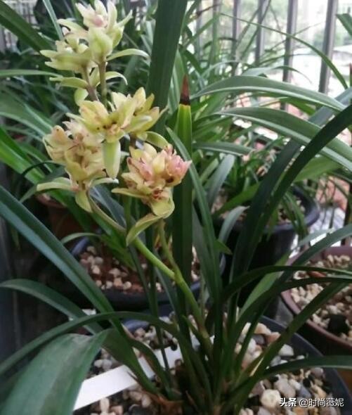 曾经的天价兰，如今一苗仅“10多块”，花型独特，有奇香！