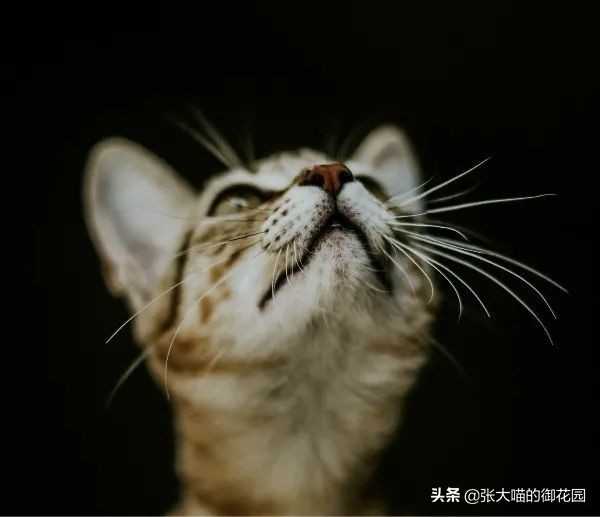主人发现猫异常,猫咪引起你注意的表现