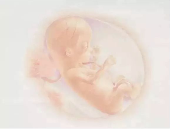 孕期1-40周胎儿发育全过程,孕一周到40周胎儿发育全过程