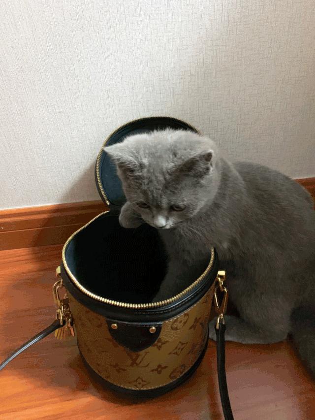 好看又大的宠物包,超好看的宠物包