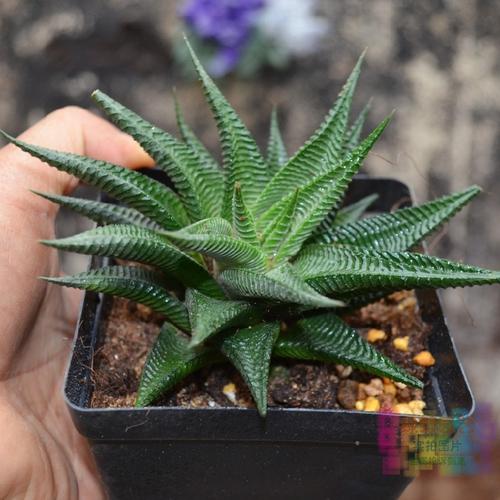 100种常见多肉植物图鉴收藏,1000种多肉植物图鉴及名字