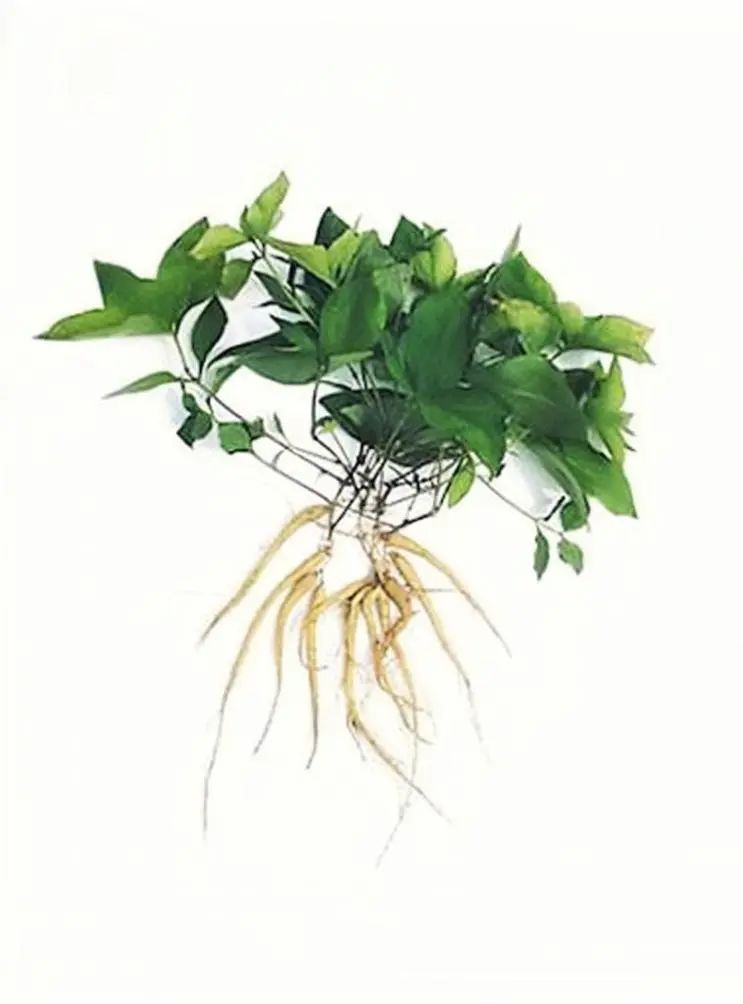 《神农识药》疏调生力汤之太子参